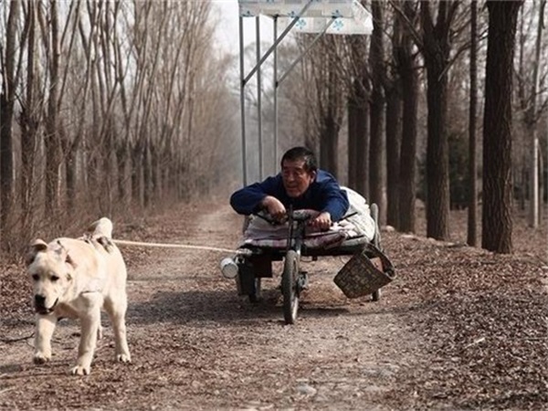 宠物犬广告拍摄 